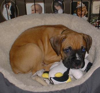 Welcome Kimber