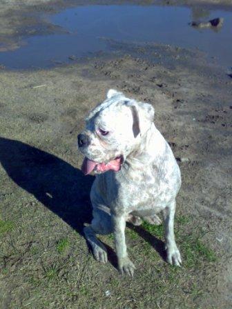 Well he was a white Boxer