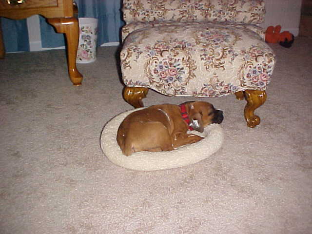 Well.... the cat doesn't sleep in it.