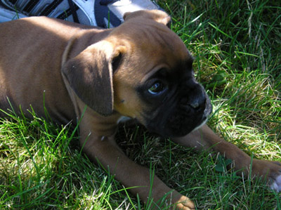 Wendel 7 weeks