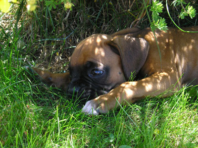 Wendel 7 weeks