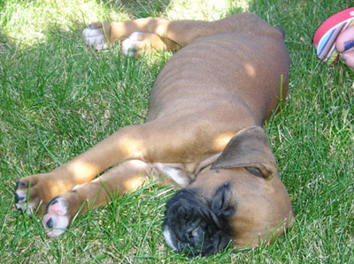 Wendel 7 weeks
