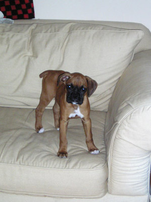 Wendel at home