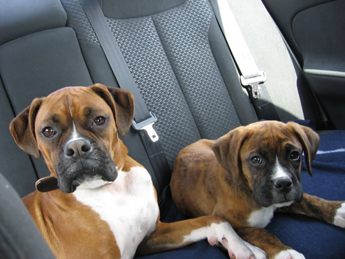 We're going for a ride to Grandma's