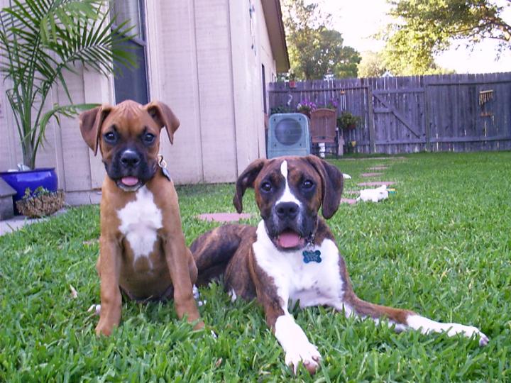We're going to tear this yard apart!