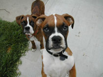 Wesson says hello!