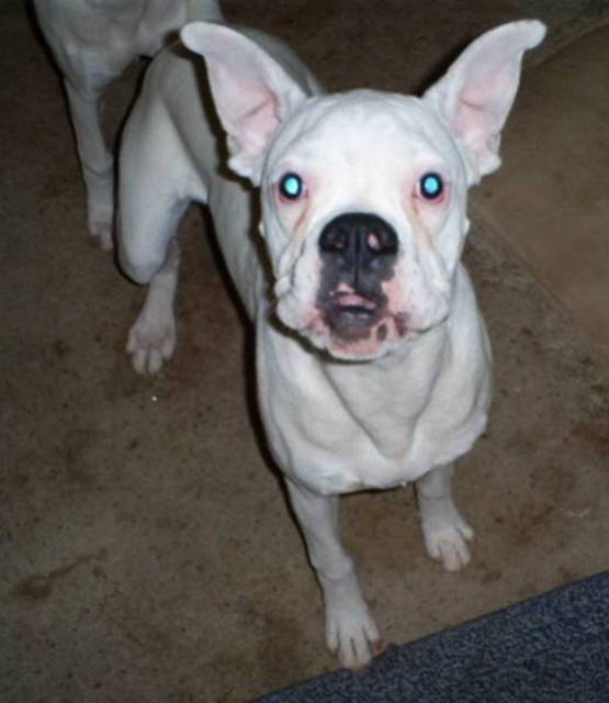 Wha??? You talkin' to me!!??? I'm all EARZZZZZ