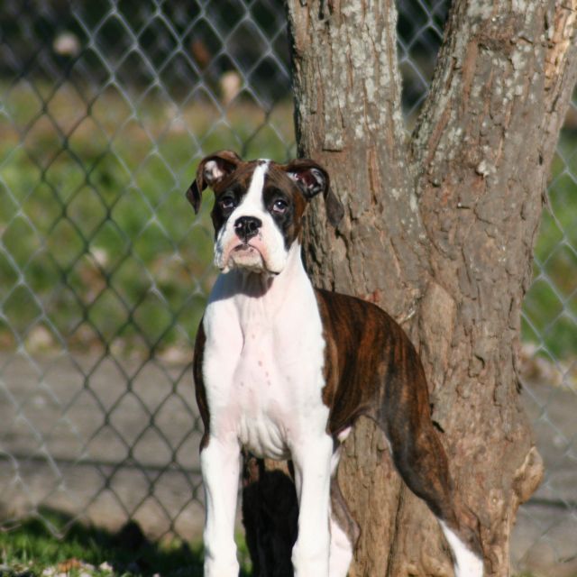 What a beautiful 14 week old.