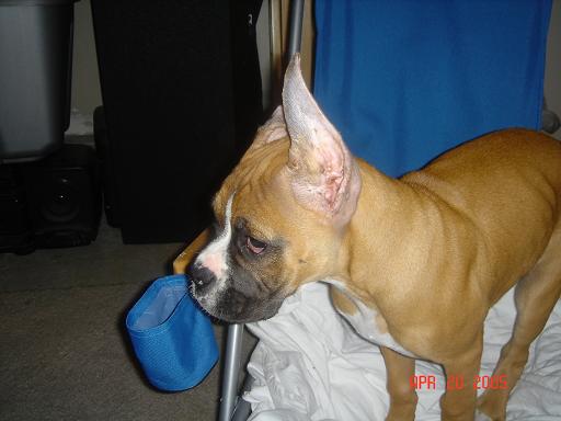 What a BIG ear!