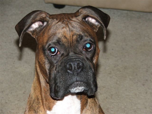 What a handsome boy I am!