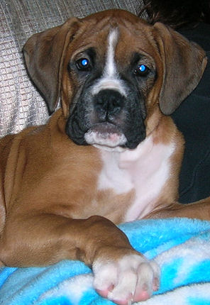 What a handsome boy. :)