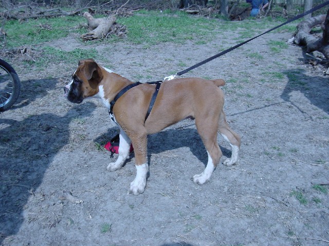 What a handsome Dog!!
