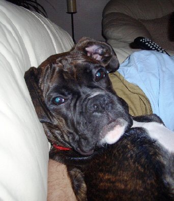 What a Poser