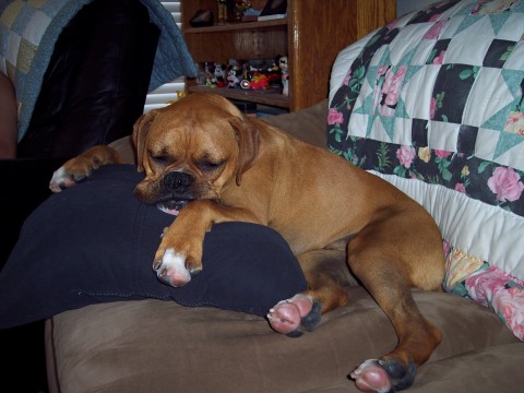 What a Ruff Day