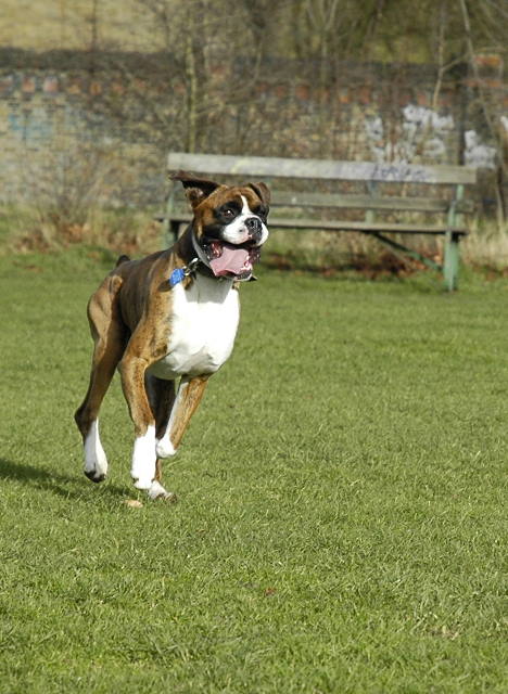 what a tongue