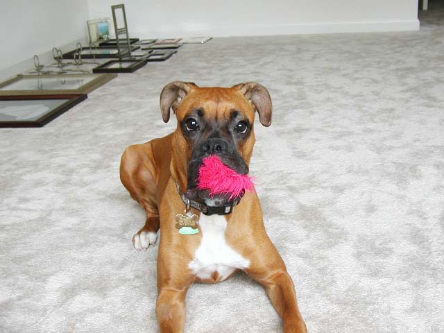 What do you mean the cat toy is missing???
