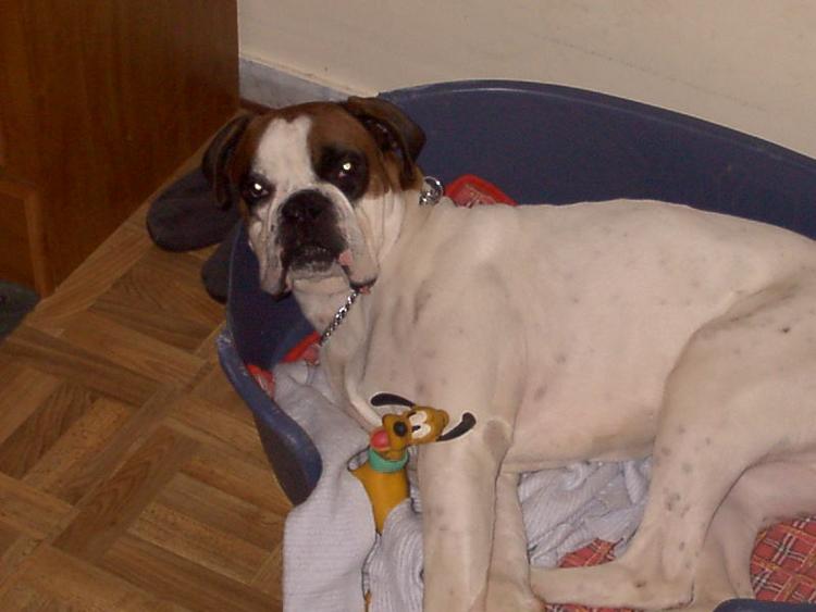 What does a dog have to do to get some sleep?
