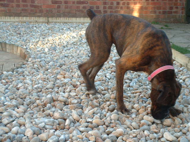 'What happened to all the grass, it must be under here somewhere'