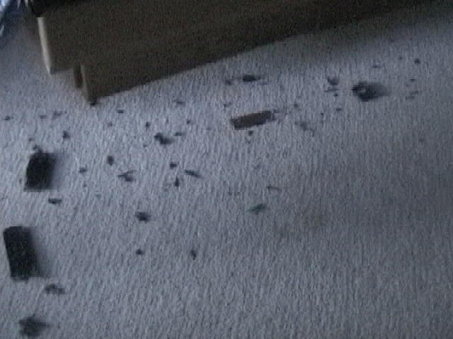 What Hunter did to my remote