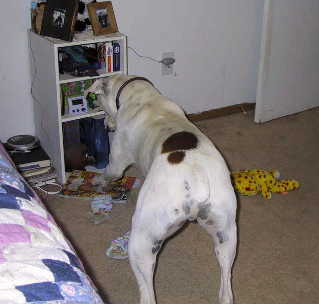 "What is that thing?!"
