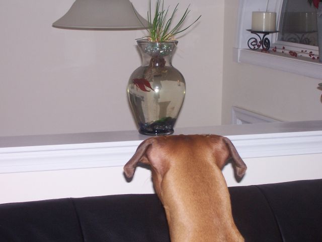 What is THAT????