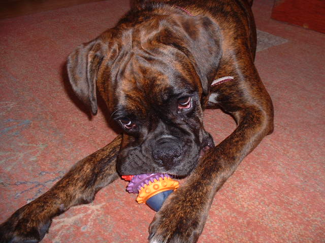 What, it cleans your teeth as you chew?