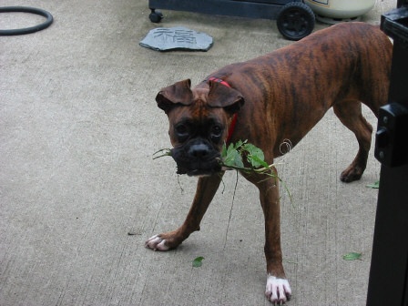 what plant