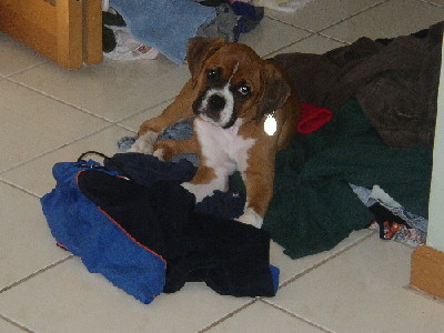 "What?  You needed that sock?"