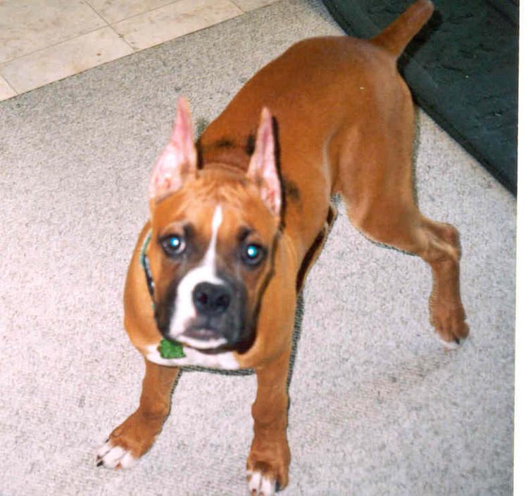 What ys think of my new ears?