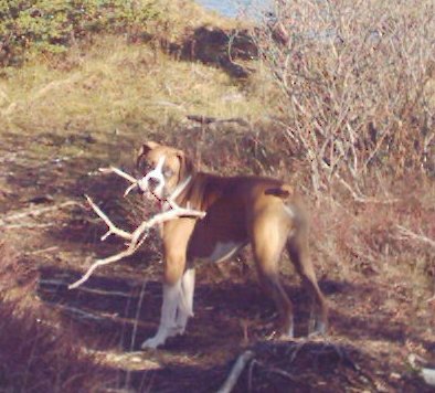 What_a_stick