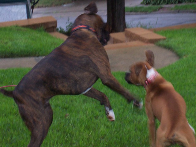 What_they_do_best