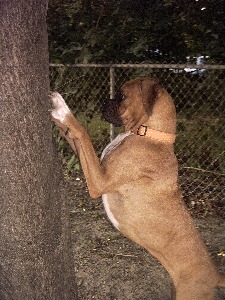 What's in this tree?