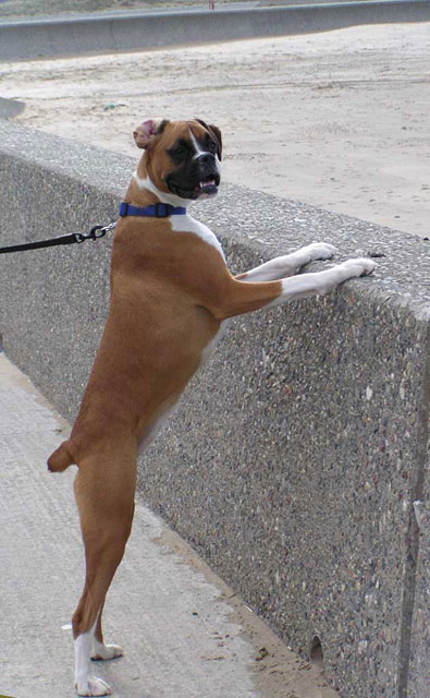 What's Over Here?