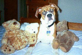 What's with the bears mom?