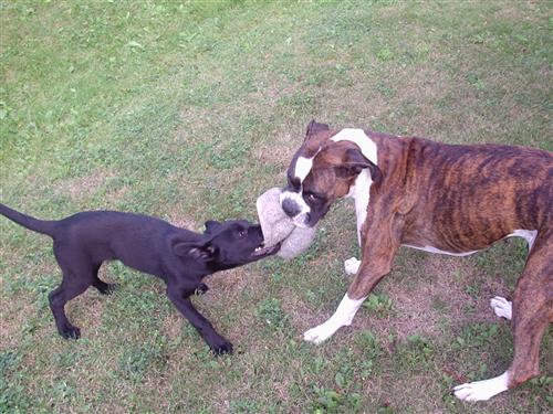 When Hemi met Brittain