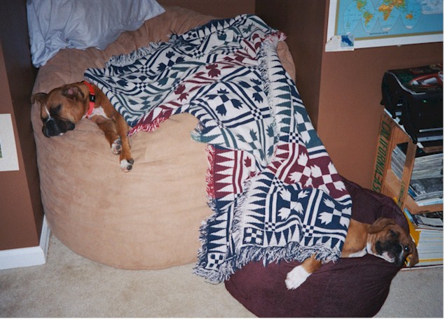When I die, I want to come back as one of my own puppies.  Could they have
