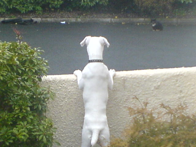 when i first spotted a cat