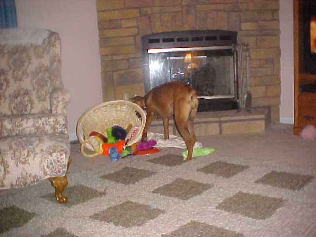 Where is that Kong?