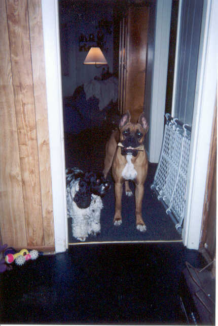 Where's my bone?
