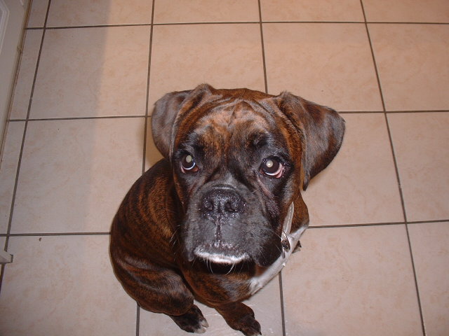 Where's my dinner