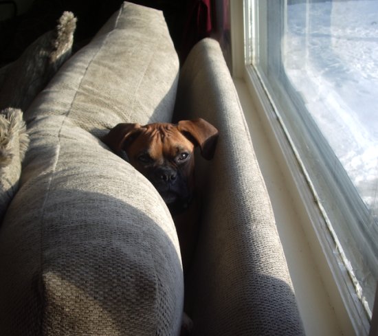 Where's Reggie?