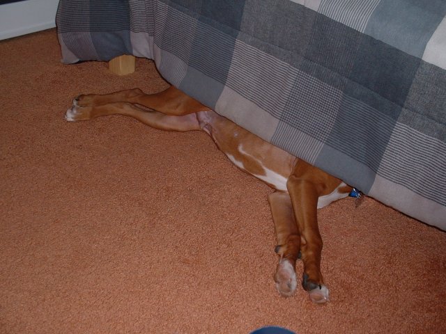 Where's Samson?