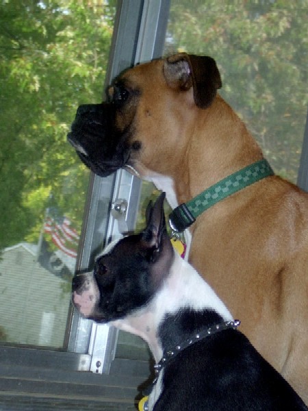 Where's that pesky squirrel?