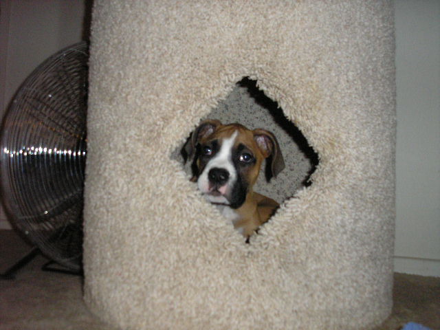 Wheres the Kitty