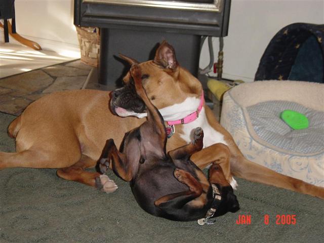 Which one is the REAL boxer?