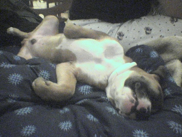 white belly