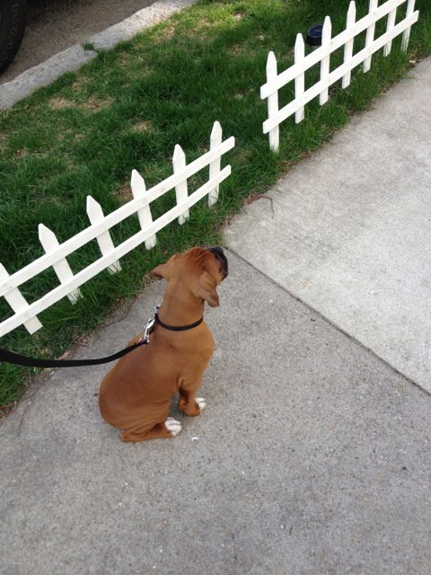 White fence