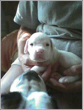 White Puppy