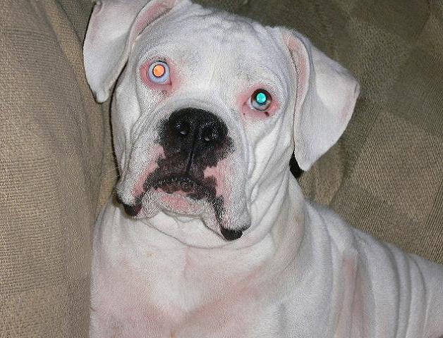 White red eyed devil dog