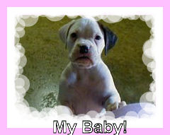 whitepuppy